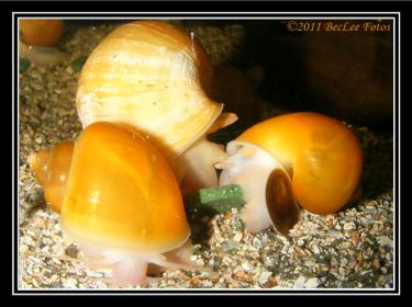 d2930-apple 1 Feb 2011 d.jpg