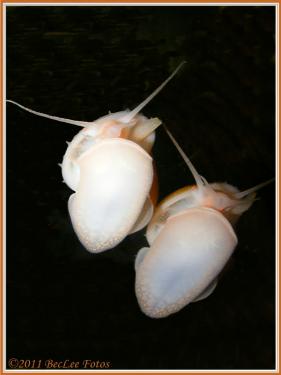 686a9-apple 1 Feb 2011 b.jpg