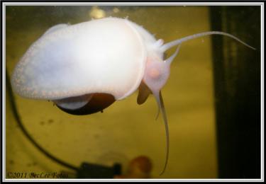 835f5-Apple 1 Feb 2011.jpg