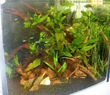 9535b-2ft 1 Feb 2011.jpg