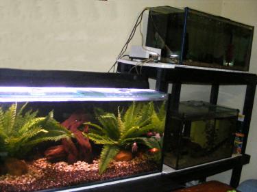 527c5-Tanks 15th Jan 2011.jpg