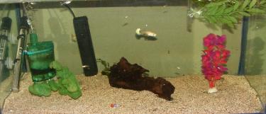 615c0-Guppies 15th Jan 2011.jpg