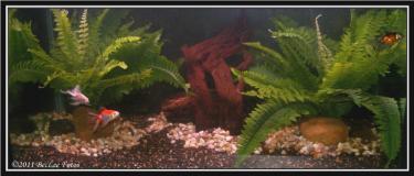 2d0e7-Goldies 4th Jan 2011.jpg