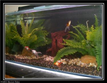 40af0-Goldies 4th Jan 2011 a.jpg