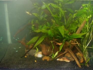 d919e-28th Dec 2010 c.jpg