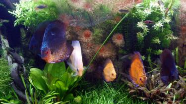 4e551-discos 006.jpg