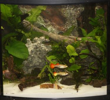 9ab1e-Betta 11th Mar 2012.jpg