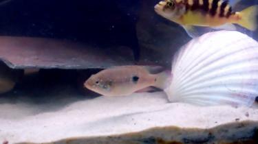 46e8f-Video 98 0 00 04-51.jpg