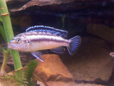 2e1ca-cichlids 001.jpg