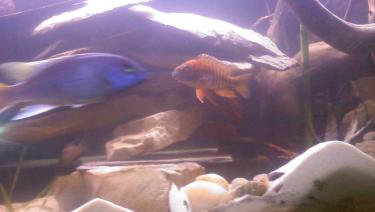 3af10-lab orange 003.jpg