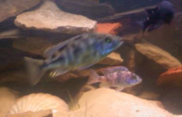 f02ea-new fish 004.jpg