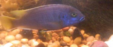 b3dd2-cichlid round 3 010.jpg