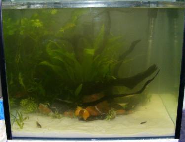 a6c23-2ft 11th Nov 2010.jpg