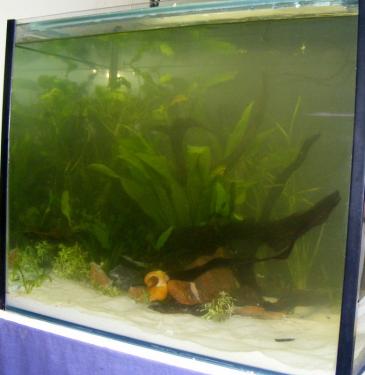 12c41-2ft 11th Nov 2010 a.jpg