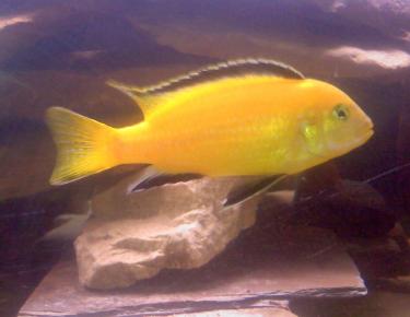 27b38-lab orange 001.jpg