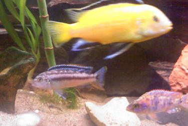 94167-round 1 cichlid 003.jpg