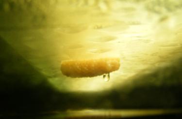 d04e8-Apple eggs 22 Oct 2010.jpg
