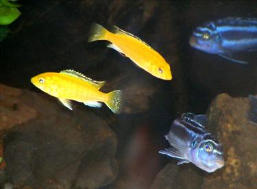 dc236-4ft 2 Oct 2010 b.jpg