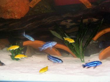 ba9c5-4ft 2 Oct 2010.jpg