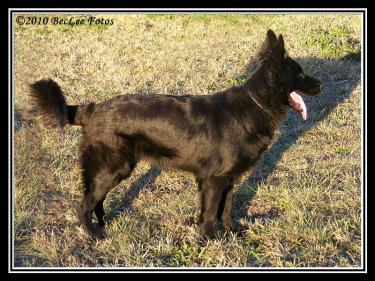 08c96-Nika 15th June 2010 c.jpg