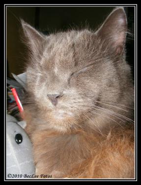 46c90-Scamp 12 March 2010 a.jpg