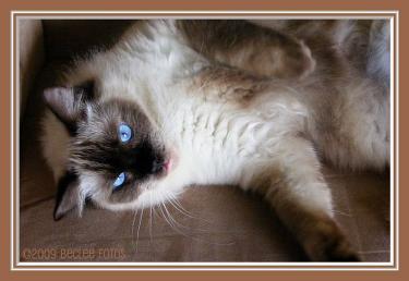 f8eca-Simvar 10th April 09 c.jpg