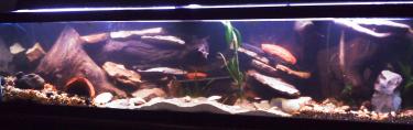 feb59-rescape 2 001.jpg