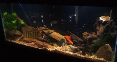3dbe4-cichlid round 3 001.jpg