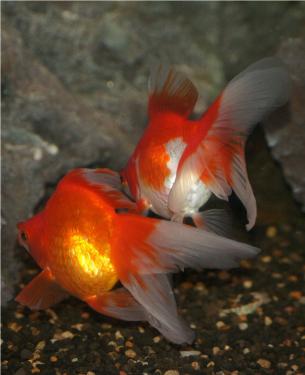 acc83-Ryukin 3rd Mar 2012 b.jpg