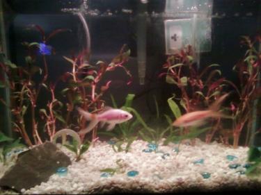 55ea0-plants.jpg