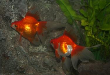 5a749-Ryukin 3rd Mar 2012 c.jpg