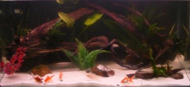 3adf9-Goldies 15th Sept 2010.jpg