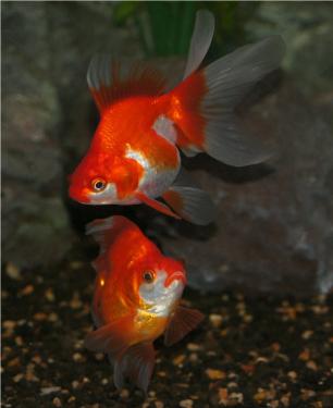 b6542-Ryukin 3rd Mar 2012 d.jpg