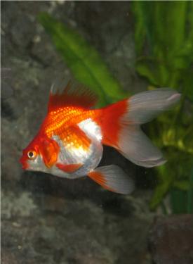 54f67-Ryukin 3rd Mar 2012 h.jpg