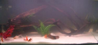 06f85-Goldies 13th Sept 2010.jpg