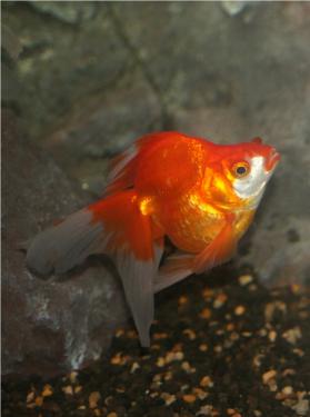 c8fad-Ryukin 3rd Mar 2012 o.jpg