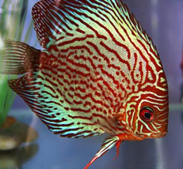 26980-discus.jpg