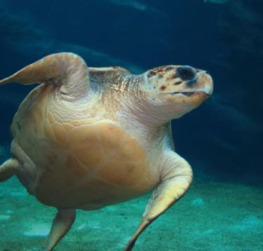 ffff4-Loggerhead_Sea_Turtle.jpg
