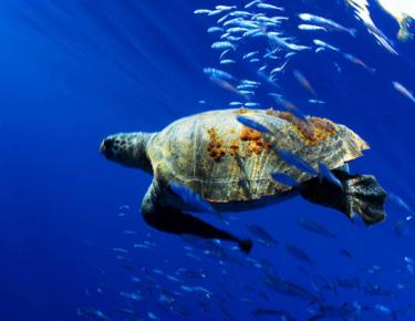 b0add-loggerhead_turtle_in_sea.jpg