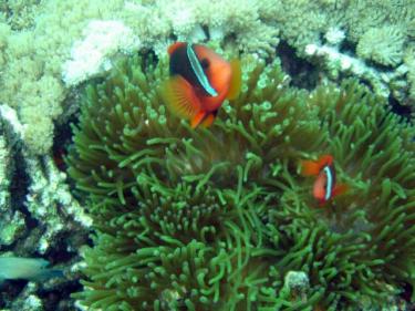 00a25-Tomato Clown fish.jpg