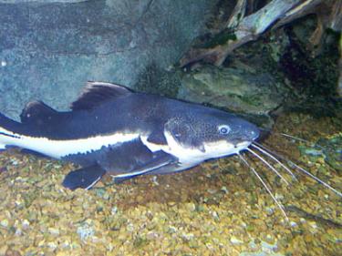 5fbb0-red-tailed-catfish.jpg