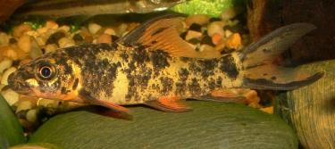 d5a45-Lcyclorhynchus1sm.jpg