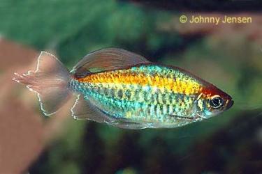 b8289-CongoTetra1.JPG