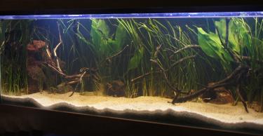 a60d3-5ft 22nd Feb 2012.jpg