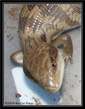 7b108-BlueTongue 25th March 2010 b.jpg