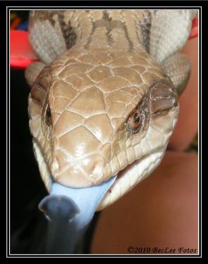 51281-BlueTongue 25th March 2010 c.jpg