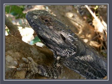 063e0-Bearded 15th Dec 09.jpg