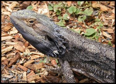 7827a-Lizard 10th Jan 08 e.JPG