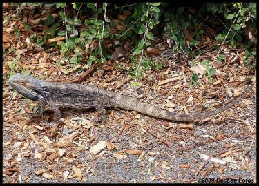 33348-Lizard 10th Jan 08 m.JPG