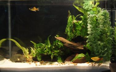 d12a4-18inch 13th Feb 2012 a.jpg